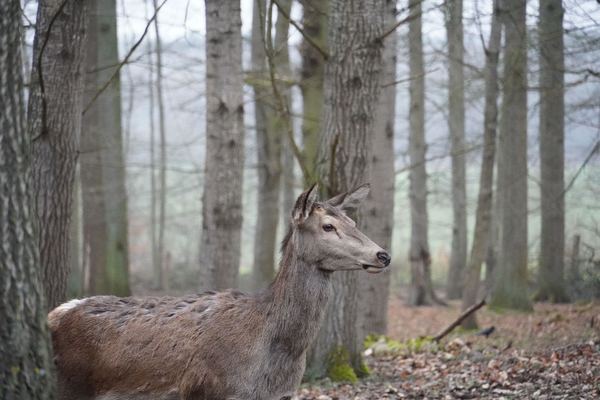 Deer among forest trees