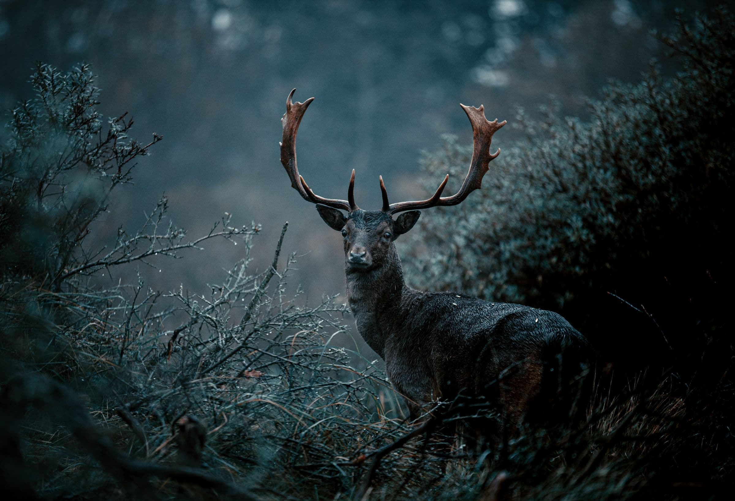 Deer moving through morning mist